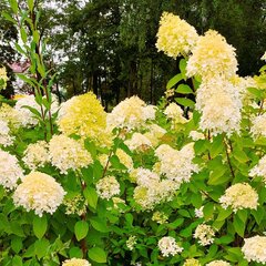 Kreminė geltona hortenzija 2L kaina ir informacija | Gyvos gėlės | pigu.lt