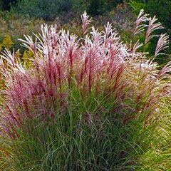 Kinijos Miscanthus Morning Light 2L kaina ir informacija | Gyvos gėlės | pigu.lt