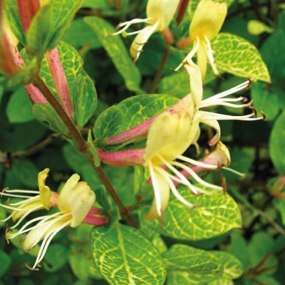 Japoniškas sausmedis Aureoreticulata kaina ir informacija | Gyvos gėlės | pigu.lt