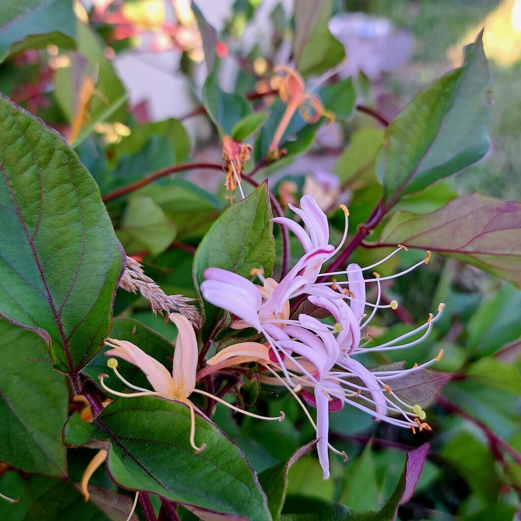 Japoniškas sausmedis Purpurea kaina ir informacija | Gyvos gėlės | pigu.lt