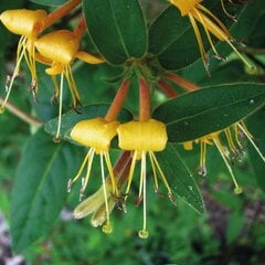 Vynmedžių sausmedis Lonicera acuminate цена и информация | Живые цветы  | pigu.lt