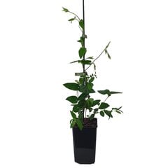 Vynmedžių sausmedis Lonicera acuminate цена и информация | Живые цветы  | pigu.lt
