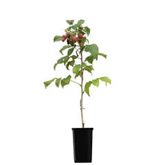 Paprastoji avietė Rubus idaeus kaina ir informacija | Gyvos gėlės | pigu.lt