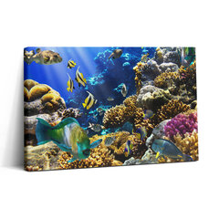 Reprodukcija Žuvies nuotrauka ant koralinio rifo kaina ir informacija | Reprodukcijos, paveikslai | pigu.lt