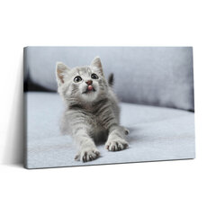 Reprodukcija Žavingas kačiukas ant sofos kaina ir informacija | Reprodukcijos, paveikslai | pigu.lt