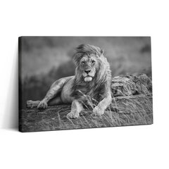 Reprodukcija Didingas gyvūnų liūtas kaina ir informacija | Reprodukcijos, paveikslai | pigu.lt