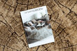 Rugsx kilimas Karmel Tronko 60x270 cm kaina ir informacija | Kilimai | pigu.lt