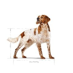 Royal Canin Adult Medium BF vidutinių veislių suaugusiems šunims su paukštiena, 15 kg цена и информация |  Сухой корм для собак | pigu.lt
