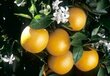 Vitaminai, prebiotikai ir probiotikai šunims, Kennels`Favourite Citrus 135g kaina ir informacija | Vitaminai, papildai, antiparazitinės priemonės šunims | pigu.lt