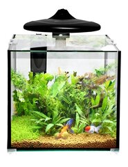 Akvariumas Clear Cube CC30 KIT 32L, skaidrus цена и информация | Аквариумы и оборудование | pigu.lt