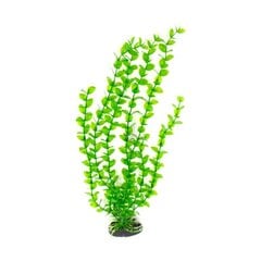 Dekoratyvinis augalas Hailea M017, 40 cm kaina ir informacija | Akvariumo augalai, dekoracijos | pigu.lt