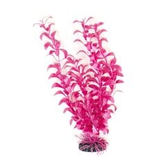 Dekoratyvinis augalas Hailea M038, 30 cm kaina ir informacija | Akvariumo augalai, dekoracijos | pigu.lt