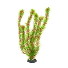 Dekoratyvinis augalas Hailea M016, 40 cm kaina ir informacija | Akvariumo augalai, dekoracijos | pigu.lt