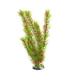 Dekoratyvinis augalas Hailea M016, 30 cm kaina ir informacija | Akvariumo augalai, dekoracijos | pigu.lt