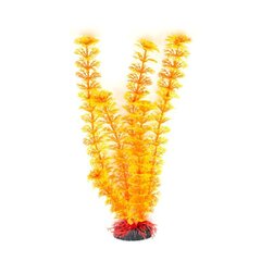 Dekoratyvinis augalas Hailea M037, 30 cm kaina ir informacija | Akvariumo augalai, dekoracijos | pigu.lt