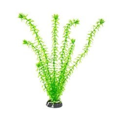 Dekoratyvinis augalas Hailea M010, 40 cm kaina ir informacija | Akvariumo augalai, dekoracijos | pigu.lt