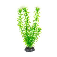 Dekoratyvinis augalas Hailea M010, 20 cm kaina ir informacija | Akvariumo augalai, dekoracijos | pigu.lt