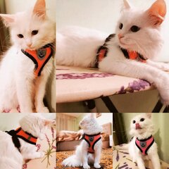 Подтяжка - шлейка для собак и котов с поводком Lielife, разных размеров, оранжевая цена и информация | Поводки и ошейники для кошек | pigu.lt