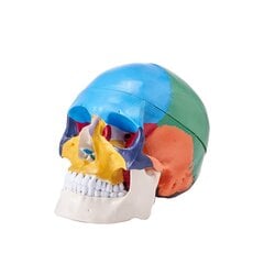 3D anatominis žmogaus kaukolės modelis, 3 dalių kaina ir informacija | Lavinamieji žaislai | pigu.lt