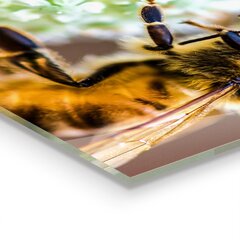 Apsauga nuo purslų stiklo plokštė Bitės renka žiedadulkes, 100x50 cm, įvairių spalvų kaina ir informacija | Virtuvės baldų priedai | pigu.lt