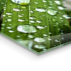 Apsauga nuo purslų stiklo plokštė Rasos lašai ant žolės, 100x50 cm, įvairių spalvų цена и информация | Комплектующие для кухонной мебели | pigu.lt