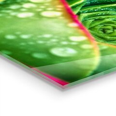 Apsauga nuo purslų stiklo plokštė Sultingas Skalnik žalias sodas, 100x50 cm, įvairių spalvų kaina ir informacija | Virtuvės baldų priedai | pigu.lt