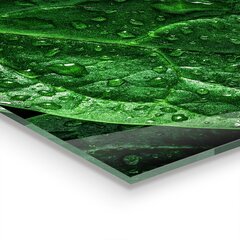 Apsauga nuo purslų stiklo plokštė Špinatų lapai Sveikata, 120x60 cm, įvairių spalvų kaina ir informacija | Virtuvės baldų priedai | pigu.lt