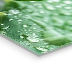 Apsauga nuo purslų stiklo plokštė Aloe Aloe Vera augalas, 120x60 cm, įvairių spalvų kaina ir informacija | Virtuvės baldų priedai | pigu.lt