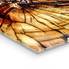 Apsauga nuo purslų stiklo plokštė Natūralūs medienos grūdai, 120x60 cm, įvairių spalvų kaina ir informacija | Virtuvės baldų priedai | pigu.lt