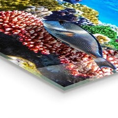 Apsauga nuo purslų stiklo plokštė Koralų rifas Raudonoji jūra, 60x80 cm, įvairių spalvų цена и информация | Комплектующие для кухонной мебели | pigu.lt