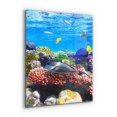 Apsauga nuo purslų stiklo plokštė Koralų rifas Raudonoji jūra, 60x80 cm, įvairių spalvų kaina ir informacija | Virtuvės baldų priedai | pigu.lt