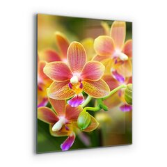 Apsauga nuo purslų stiklo plokštė Oranžinė orchidėja, 60x80 cm, įvairių spalvų kaina ir informacija | Virtuvės baldų priedai | pigu.lt