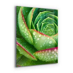 Apsauga nuo purslų stiklo plokštė Sultingas Skalnik žalias sodas, 60x80 cm, įvairių spalvų kaina ir informacija | Virtuvės baldų priedai | pigu.lt