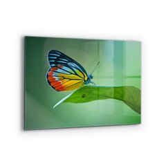 Apsauga nuo purslų stiklo plokštė Drugelis besiilsiantis ant lapo, 80x60 cm, įvairių spalvų kaina ir informacija | Virtuvės baldų priedai | pigu.lt