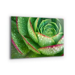 Apsauga nuo purslų stiklo plokštė Sultingas Skalnik žalias sodas, 80x60 cm, įvairių spalvų kaina ir informacija | Virtuvės baldų priedai | pigu.lt