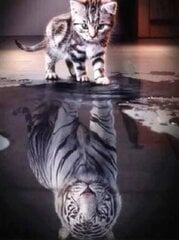 Deimantinė mozaika Katė ir tigras, 40x40 cm kaina ir informacija | Deimantinės mozaikos | pigu.lt