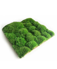 Декоративный искусственный мох, Electronics LV-2164, 20 грамм, светло-зеленый цвет цена и информация | Искусственные цветы | pigu.lt