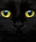 Roletas Katės akys, 120x140 cm kaina ir informacija | Roletai | pigu.lt