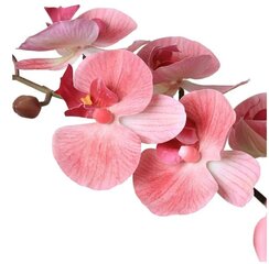 Dirbtinė orchidėja, 10 vnt. kaina ir informacija | Dirbtinės gėlės | pigu.lt