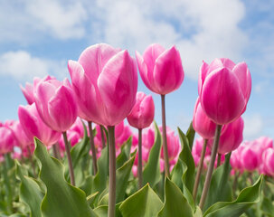 Deimantinės mozaikos rinkinys Wizardi Sky and Tulips, 48x38 cm kaina ir informacija | Deimantinės mozaikos | pigu.lt