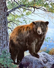 Deimantinė mozaika Wizardi Brown Bear, 38x48 cm kaina ir informacija | Deimantinės mozaikos | pigu.lt