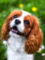 Deimantinės mozaikos rinkinys Wizardi Lovely spaniel kaina ir informacija | Deimantinės mozaikos | pigu.lt