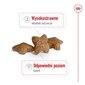 Royal Canin Adult Mini S suaugusiems mažų veislių šunims, 8 kg kaina ir informacija | Sausas maistas šunims | pigu.lt