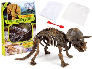 Kasinėjimo rinkinys Clementoni 3D triceratopso skeletas цена и информация | Игрушки для мальчиков | pigu.lt