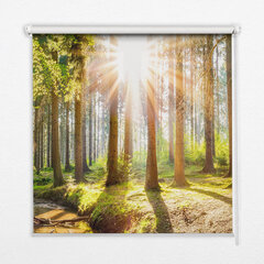 Roletas Pro medžius besiveržianti saulė, 50x50 cm kaina ir informacija | Roletai | pigu.lt