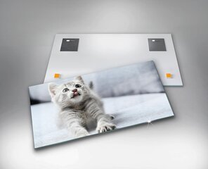 Reprodukcija Gražus mažas kačiukas ant pilkos sofos kaina ir informacija | Reprodukcijos, paveikslai | pigu.lt