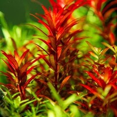 Rotala rotundifolia 'Blood Red' - 1 kekė kaina ir informacija | Akvariumo augalai, dekoracijos | pigu.lt