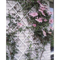 Nature sodo treliažas, 50x150cm pvc, balta, 6040701 цена и информация | Заборы и принадлежности к ним | pigu.lt