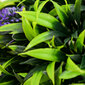 2-jų dirbtinų augalų komplektas Levanda kaina ir informacija | Dirbtinės gėlės | pigu.lt