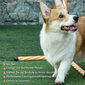 PawHut Agility rinkinys šunims, 6 dalių agility įrangos rinkinys su pintomis lazdomis, švilpuku, šunų dresūros reikmenimis ir krepšiu, skirtas parkui, sodui, oranžinis kaina ir informacija | Dresūros priemonės šunims | pigu.lt